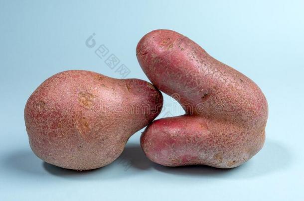 两个非-标准难看的新鲜的生的马铃薯不常见的形状说谎克洛塞尔