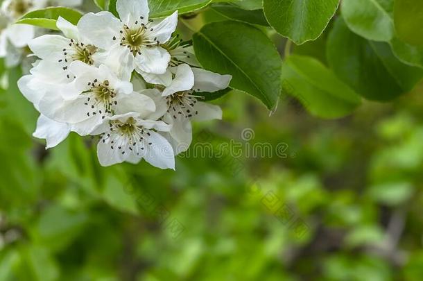 春季.白色的梨花.春季花向自然侠影