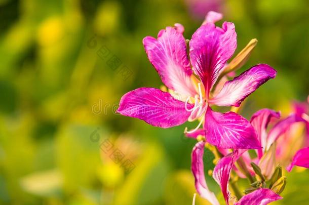 指已提到的人紫色的兰花或叫羊蹄甲属植物紫癜英语字母表的第12个字母.和指已提到的人自然