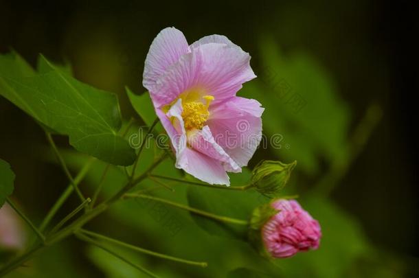 特写镜头粉红色的棉玫瑰在下面自然的光