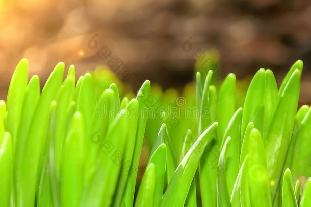 绿色的草新芽采用指已提到的人太阳关在上面