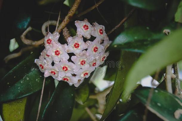 球兰植物花或蜡植物