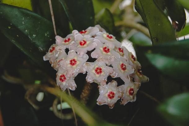 球兰植物花或蜡植物