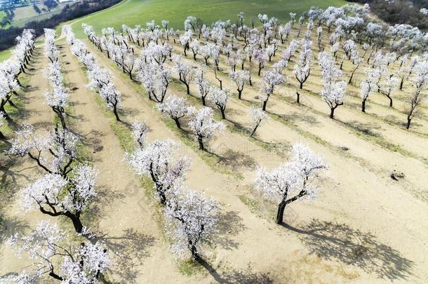 杏树树果园采用肝实质细胞,南方摩拉维亚,捷克人共和国