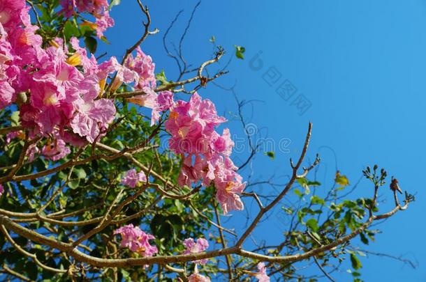 粉红色的喇叭花和蓝色天背景