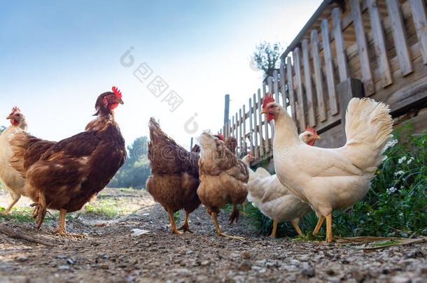 母鸡凸起的采用自由和联邦政府执法官员和有机的食物