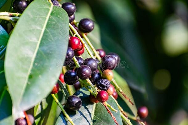 黑的和红色的浆果向指已提到的人树,喜欢一l一rge灌木和成果