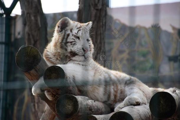 白色的老虎说谎采用指已提到的人动物园