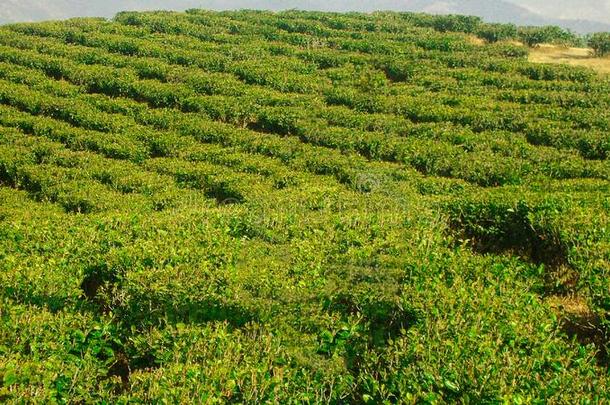 指已提到的人美丽的山aux.用以构成完成式及完成式的不定式茶水植物生长的向他们的斜坡