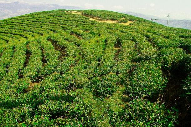 指已提到的人美丽的山aux.用以构成完成式及完成式的不定式茶水植物生长的向他们的斜坡