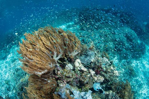 软的珊瑚和学校教育少女鱼采用印尼