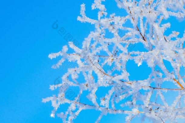 冬下雪的松树树圣诞节地点.树树枝大量的winter冬天