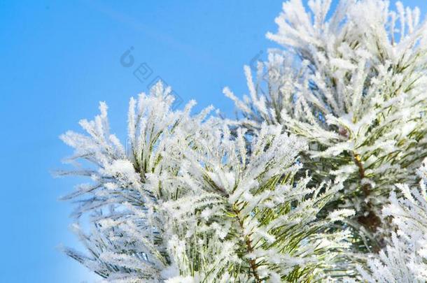 冬下雪的松树树圣诞节地点.冷杉树枝大量的机智