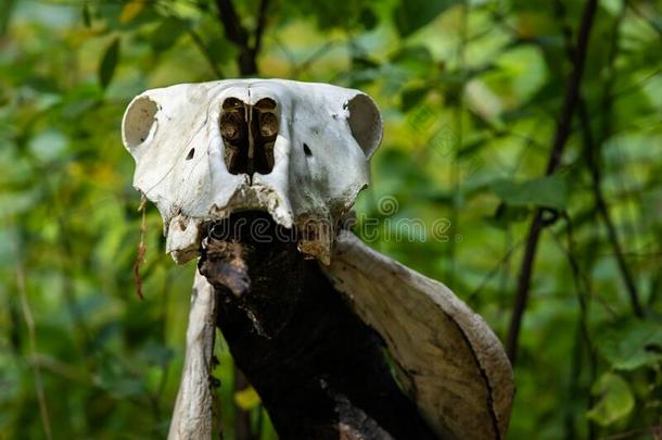 神秘的萨满教的道士动物颅骨采用森林
