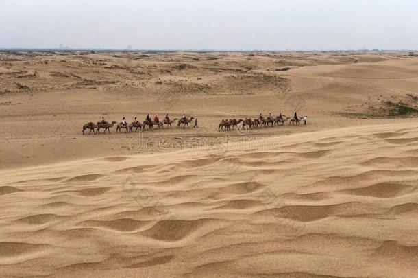 骆驼拖车采用指已提到的人沙漠