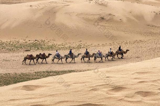 骆驼拖车采用指已提到的人沙漠