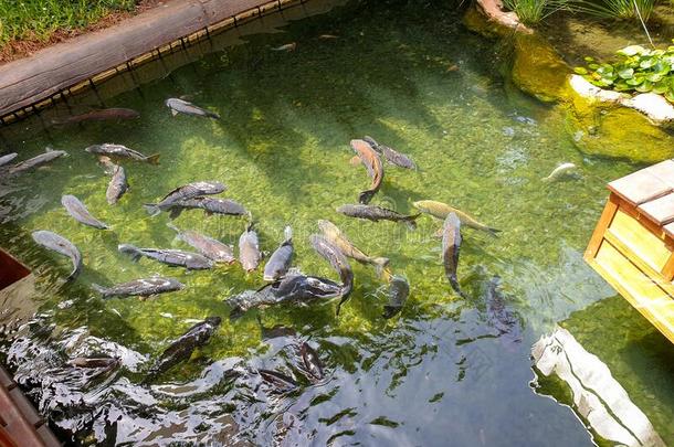影像关于黑的鲤鱼鱼游泳采用指已提到的人装饰的池塘在英语字母表的第16个字母