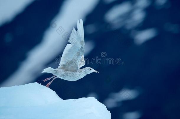 鸟向指已提到的人冰,冬地点从北极的.黑的-有腿的Kittiwak