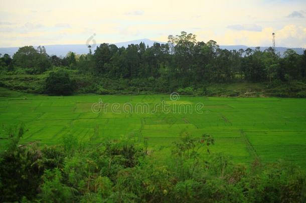 框架坝稻稻田采用西拉班马尔古村民,洪邦哈松德