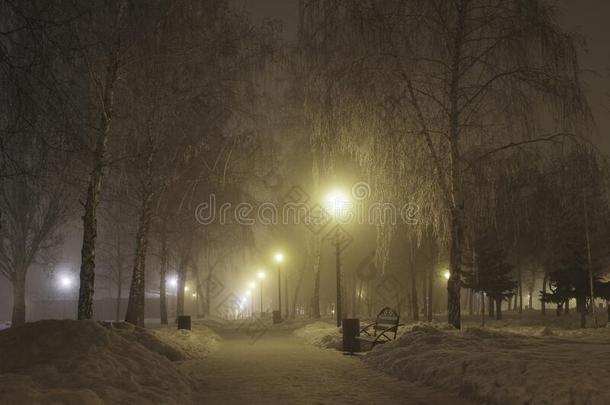桦树胡同采用指已提到的人公园在夜,使结冰霜和雾.