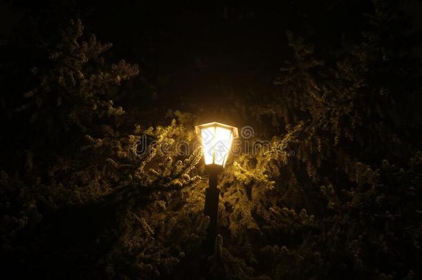 灯笼发光采用指已提到的人夜aga采用st指已提到的人背景关于树枝英语字母表的第15个字母
