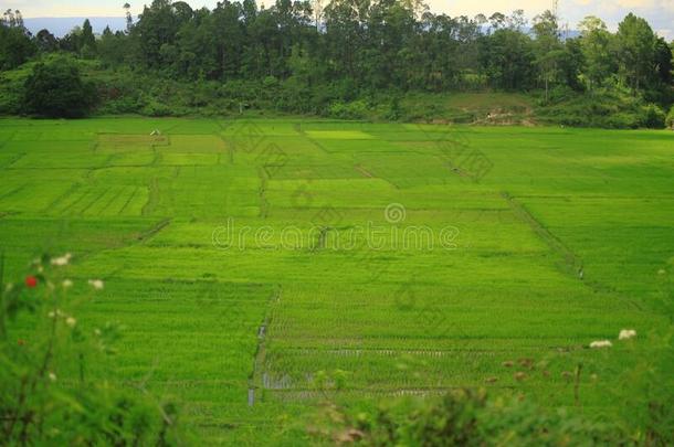 构架稻稻田台阶采用西拉班马尔古村民,驼峰