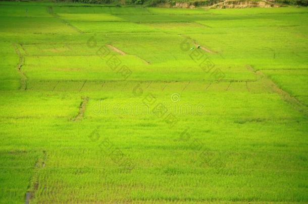 渐变关于太阳光在绿色的稻稻田采用西拉班人造黄油