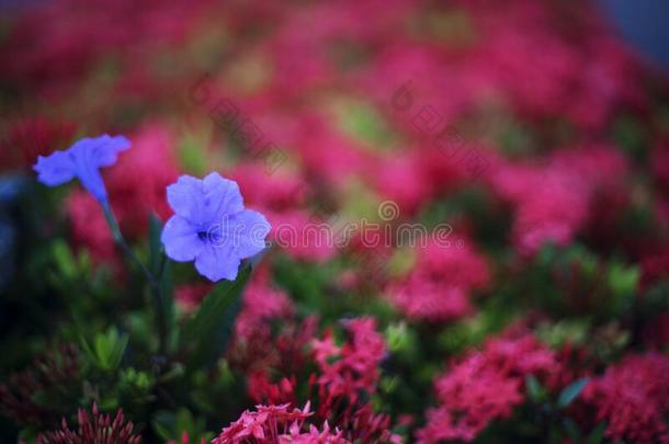 紫罗兰花向红色的花背景