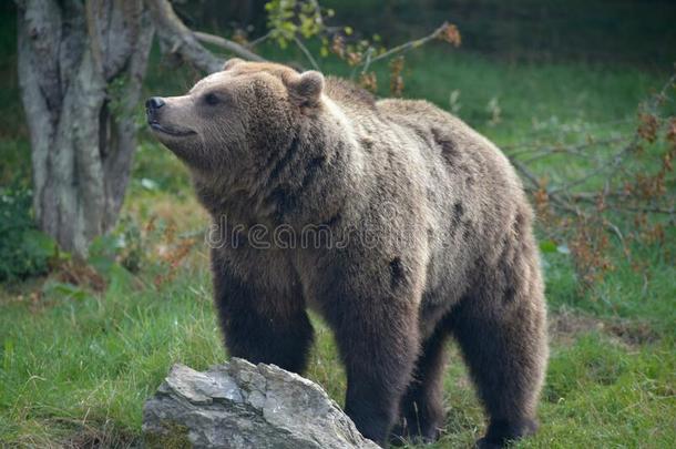 欧洲的棕色的熊,熊属大小熊星座统称大小熊星座统称