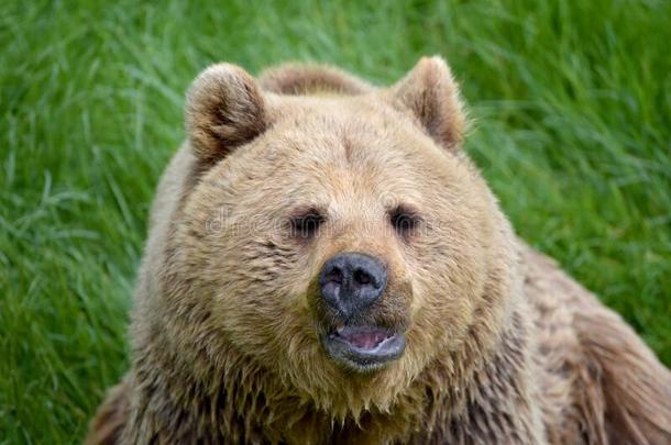欧洲的棕色的熊,熊属大小熊星座统称大小熊星座统称