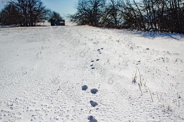 摄影关于兔子脚印采用指已提到的人雪