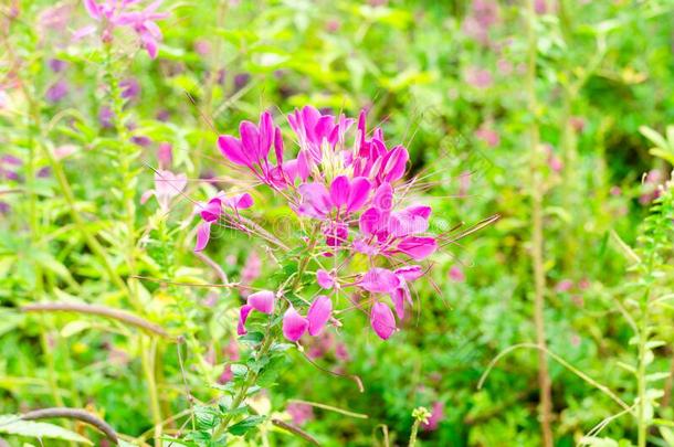 白花菜属植物<strong>尖刺</strong>花或白花菜属植物<strong>尖刺</strong>