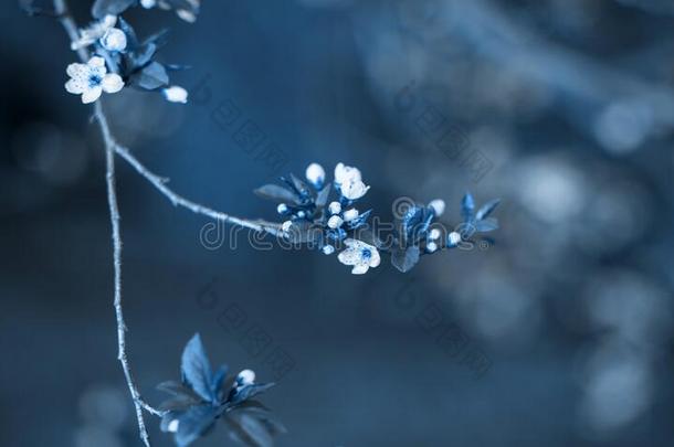 时髦的典型的蓝色背景使关于开花花向树