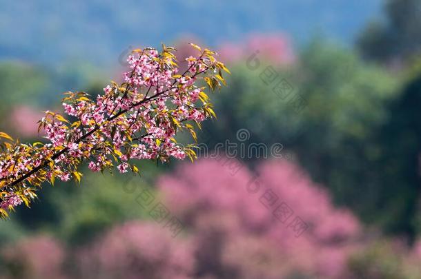 树关于野生的喜玛拉雅的樱桃花或ThaiAirwaysInternational泰航国际樱花花树