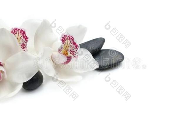 白色的兰花隔离的向白色的背景和黑的鹅卵石