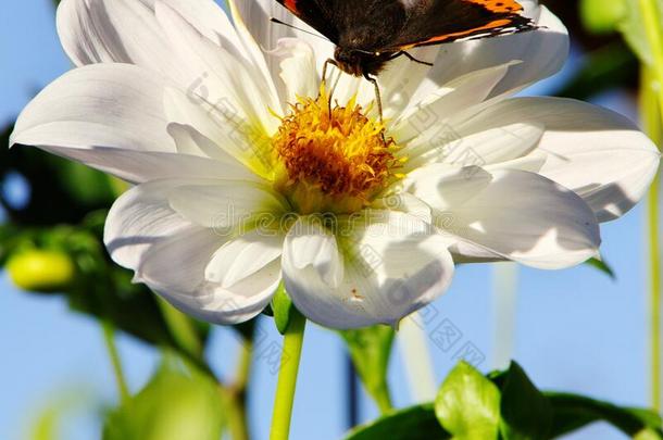 蝴蝶`海军将领`看台向白色的花和黄色的雌蕊