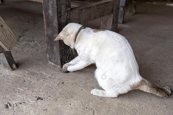 一白色的猫猫ching一b一by老鼠