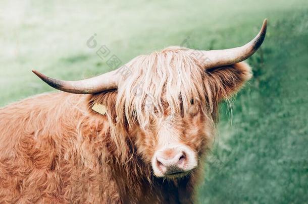 有趣的和美丽的多毛的highl和奶牛,苏格兰的象征