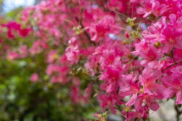 盛开的粉红色的杜鹃花杜鹃花.