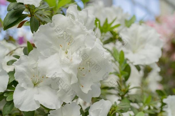 盛开的白色的杜鹃花杜鹃花.
