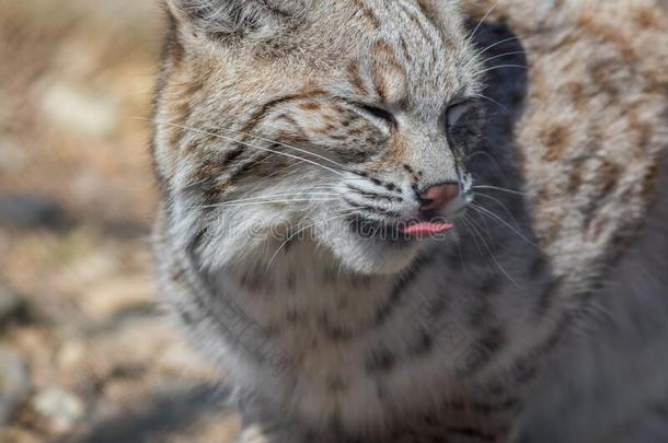 美洲野猫侧面特写镜头漂亮的和舌头舔鼻子