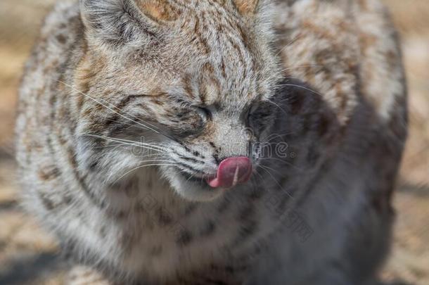 美洲野猫侧面特写镜头漂亮的和舌头舔鼻子