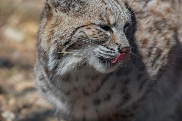 美洲野猫侧面特写镜头漂亮的和舌头舔鼻子