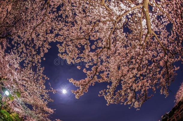 一<strong>出行</strong>向看见樱桃花在夜和指已提到的人月亮