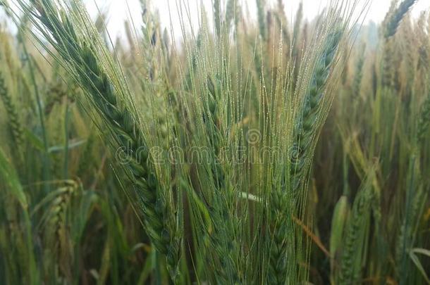 特写镜头看法关于大麦小穗或吉卜赛绅士采用大麦田
