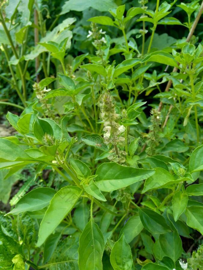 新鲜的柠檬罗勒属植物加勒罗勒属罗勒属植物图片-包图网企业站
