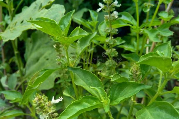 新鲜的柠檬罗勒属植物加勒,罗勒属罗勒属植物icum,罗勒属美洲狮,