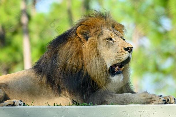 非洲的狮子豹属狮子在狮子国家游猎.