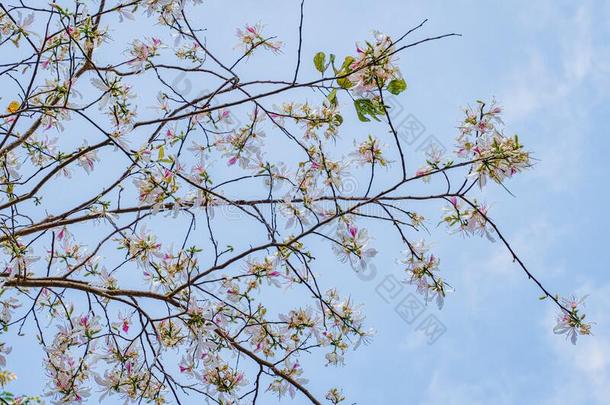 自然的花背景关于白色的山乌木树花