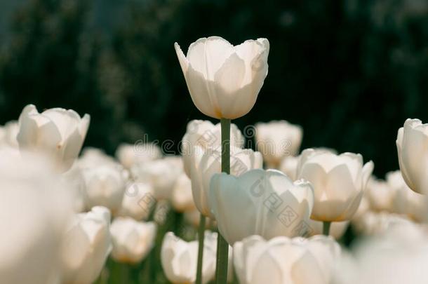春季花郁金香.郁金香田.令人惊异的白色的郁金香花